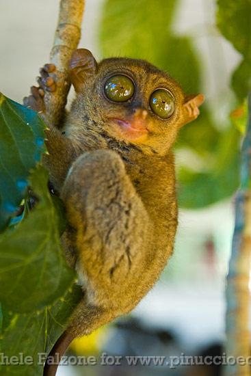 Tarsier, Bohol, Philippines.jpg
